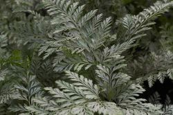 Davallia Fejeensis